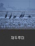재두루미 